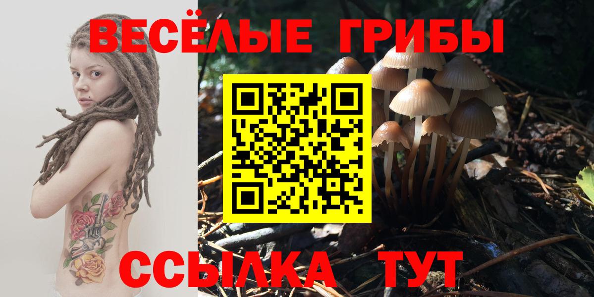 Тосно  Псилоцибиновые грибы Psilocybe  Вход с VPN 
